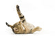Upside down Kitten Wall Decal