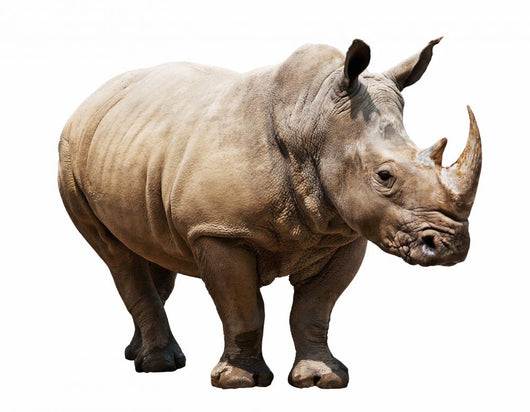 Rhino White