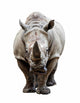Rhino on White Background Wall Decal