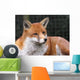 Red Fox Wall Mural