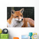 Red Fox Wall Mural