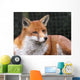 Red Fox Wall Mural