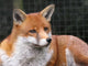 Red Fox Wall Mural