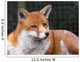 Red Fox Wall Mural
