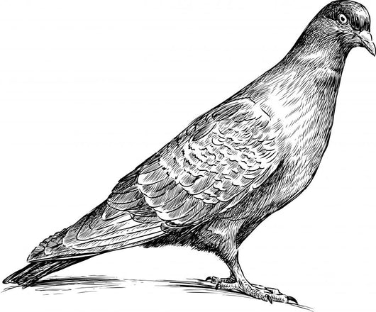 Watching Pigeon Wall Decal