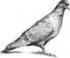 Watching Pigeon Wall Decal