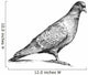 Watching Pigeon Wall Decal