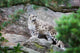 Snow Leopard Mountain