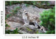 Snow Leopard Mountain