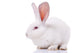 Rabbit Wall Decal