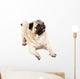 Happy Pug