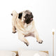 Happy Pug