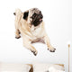 Happy Pug