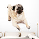 Happy Pug