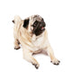 Happy Pug