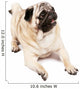 Happy Pug