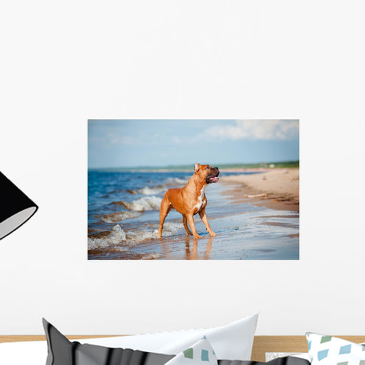 Beautiful Red Dog Beach Wall Mural