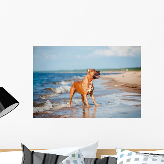 Beautiful Red Dog Beach Wall Mural