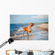 Beautiful Red Dog Beach Wall Mural