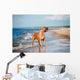 Beautiful Red Dog Beach Wall Mural