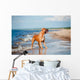 Beautiful Red Dog Beach Wall Mural