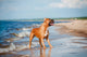 Beautiful Red Dog Beach Wall Mural