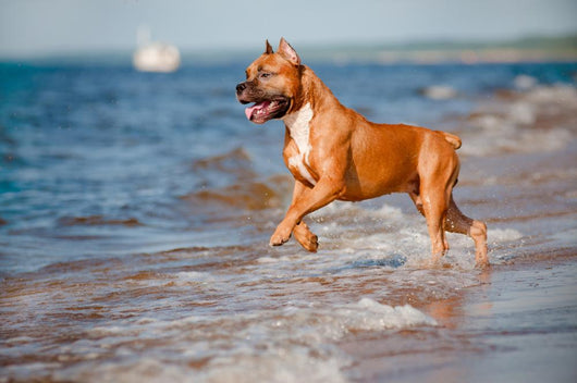 Red Staffordshire Terrier Dog Wall Mural