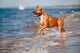 Red Staffordshire Terrier Dog Wall Mural