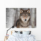 Grey Wolf Canis Lupus