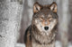 Grey Wolf Canis Lupus