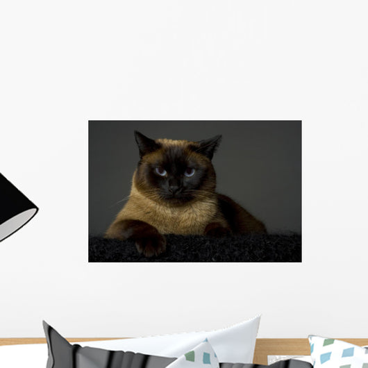 Siamese Wall Mural