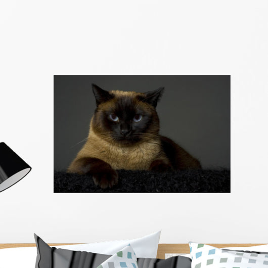 Siamese Wall Mural