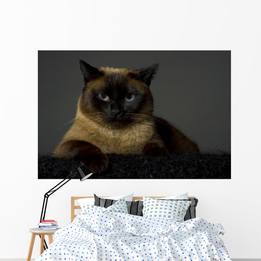 Siamese Wall Mural
