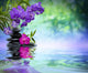 Violet Orchids Black Stones