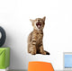 small kitten yawning Wall Decal