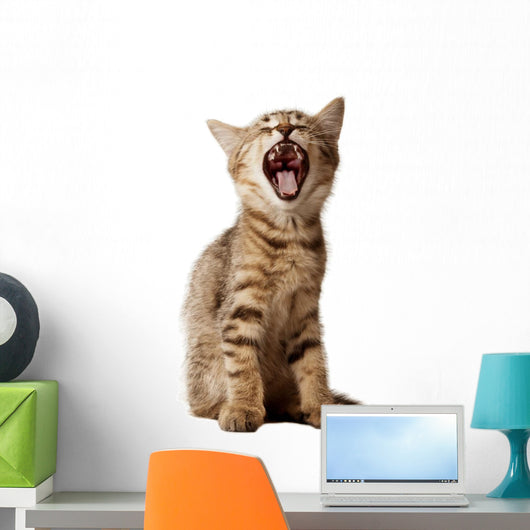 small kitten yawning Wall Decal