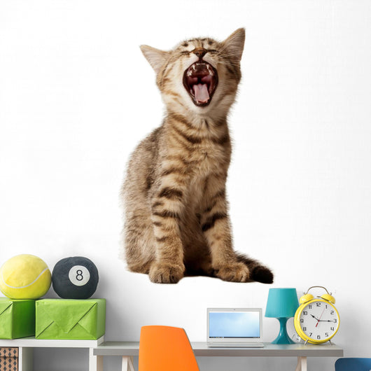 small kitten yawning Wall Decal