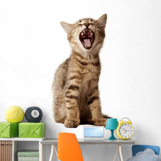 small kitten yawning Wall Decal