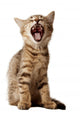 small kitten yawning Wall Decal