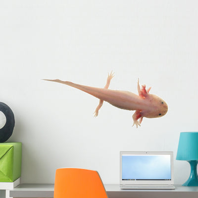 Pink Axolotl Salamander Wall Decal shown on a wall