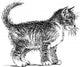 little cat Wall Decal