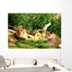 Pride of Lions Wall Mural