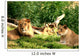 Pride of Lions Wall Mural