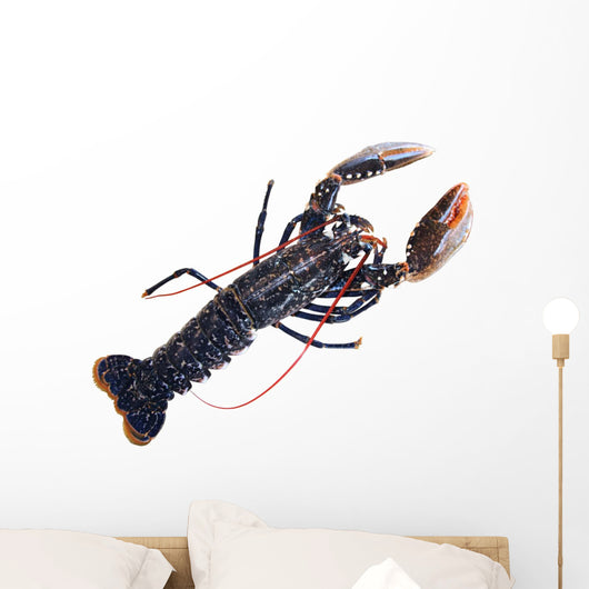 Lobster