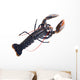 Lobster