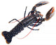 Lobster