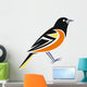 Baltimore Oriole Wall Decal