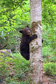 Little Bear Wall Mural