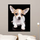 Chihuahua dog laying on a black background Wall Mural