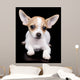 Chihuahua dog laying on a black background Wall Mural